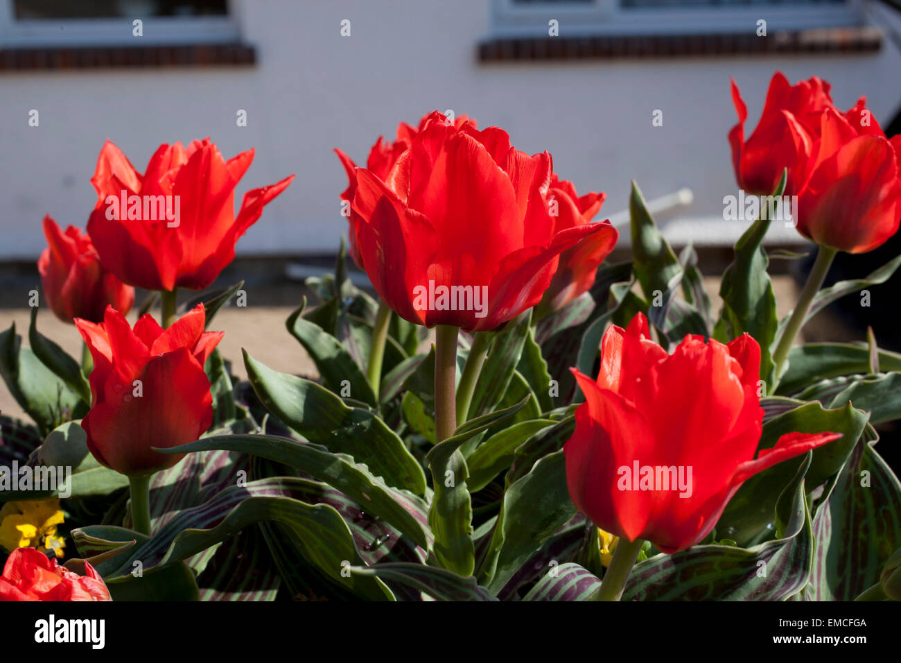 Rosso con gambo corto tulipani in un contenitore di pietra su weel al di fuori del cottage in Cornovaglia su una soleggiata giornata di primavera. Foto Stock