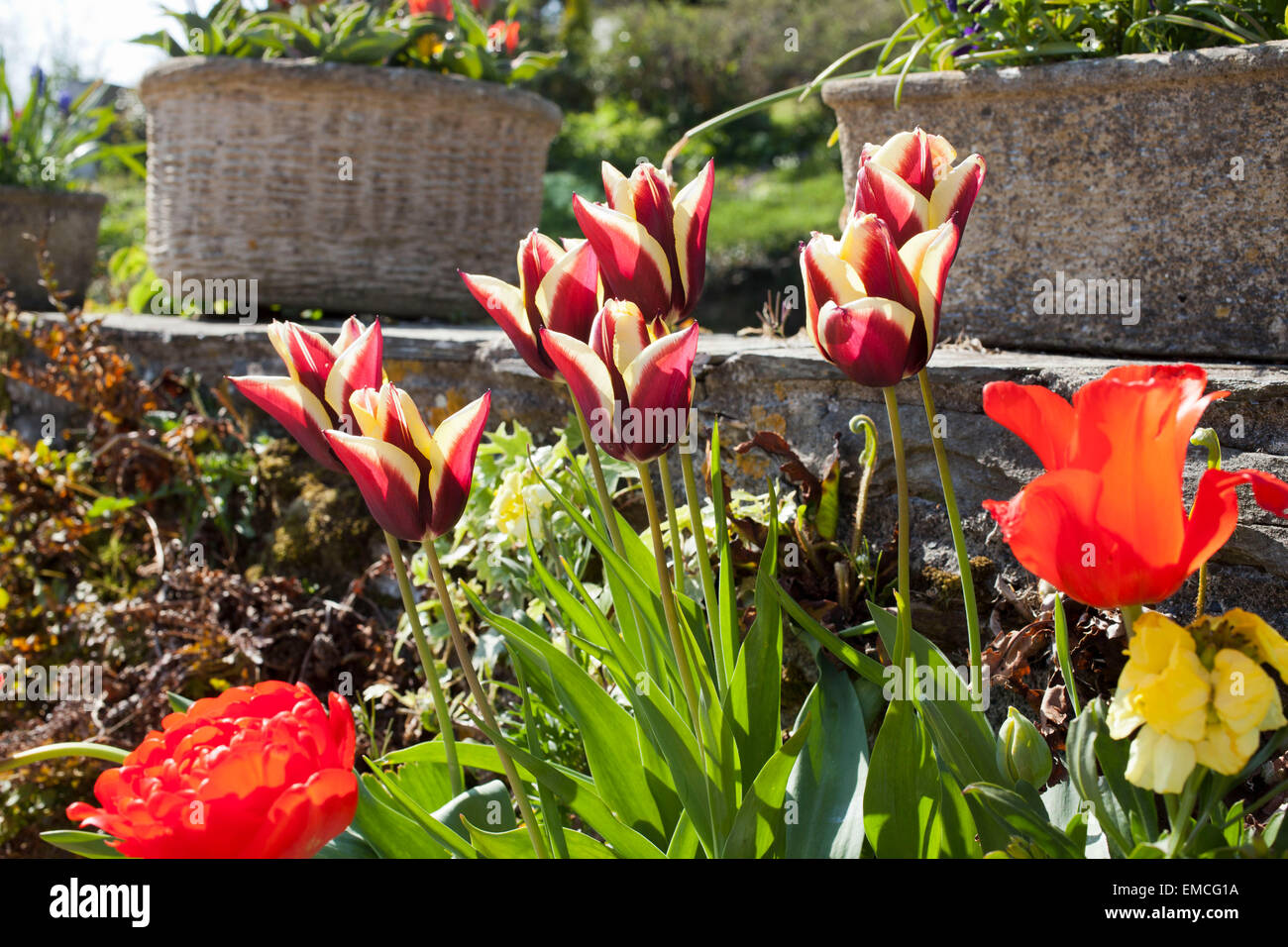 I tulipani in un contenitore di pietra su un muro esterno cottage in Cornovaglia su una molla Foto Stock
