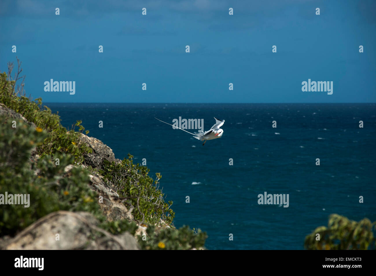 Red-Billed Tropicbird o anche Boatswain uccello è con circa 10000 coppie le più rare delle tre tropicbirds. Foto Stock