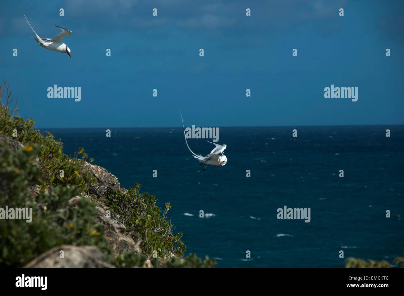 Red-Billed Tropicbird o anche Boatswain uccello è con circa 10000 coppie le più rare delle tre tropicbirds. Foto Stock