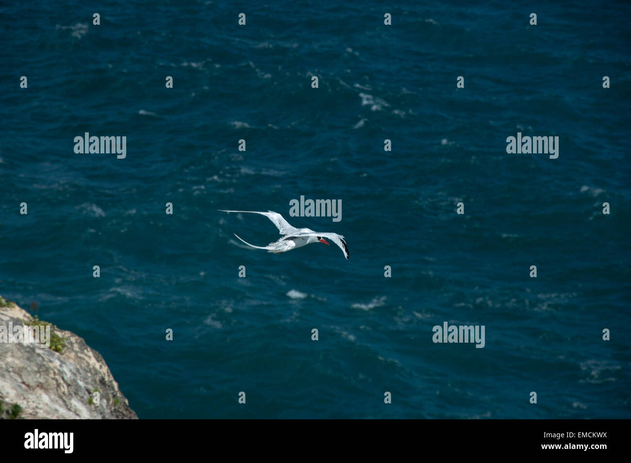 Red-Billed Tropicbird o anche Boatswain uccello è con circa 10000 coppie le più rare delle tre tropicbirds. Foto Stock