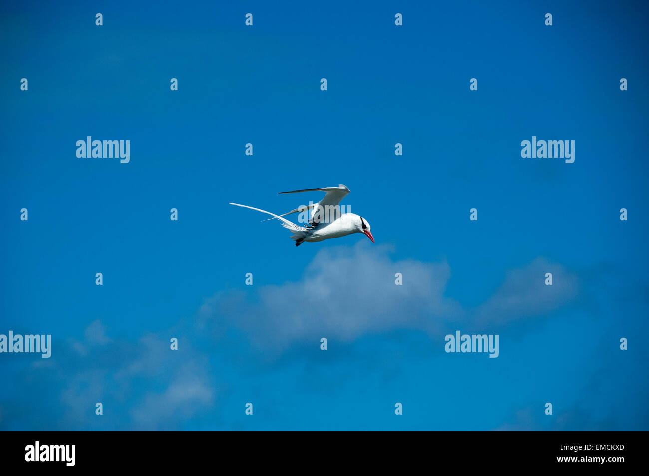 Red-Billed Tropicbird o anche Boatswain uccello è con circa 10000 coppie le più rare delle tre tropicbirds. Foto Stock