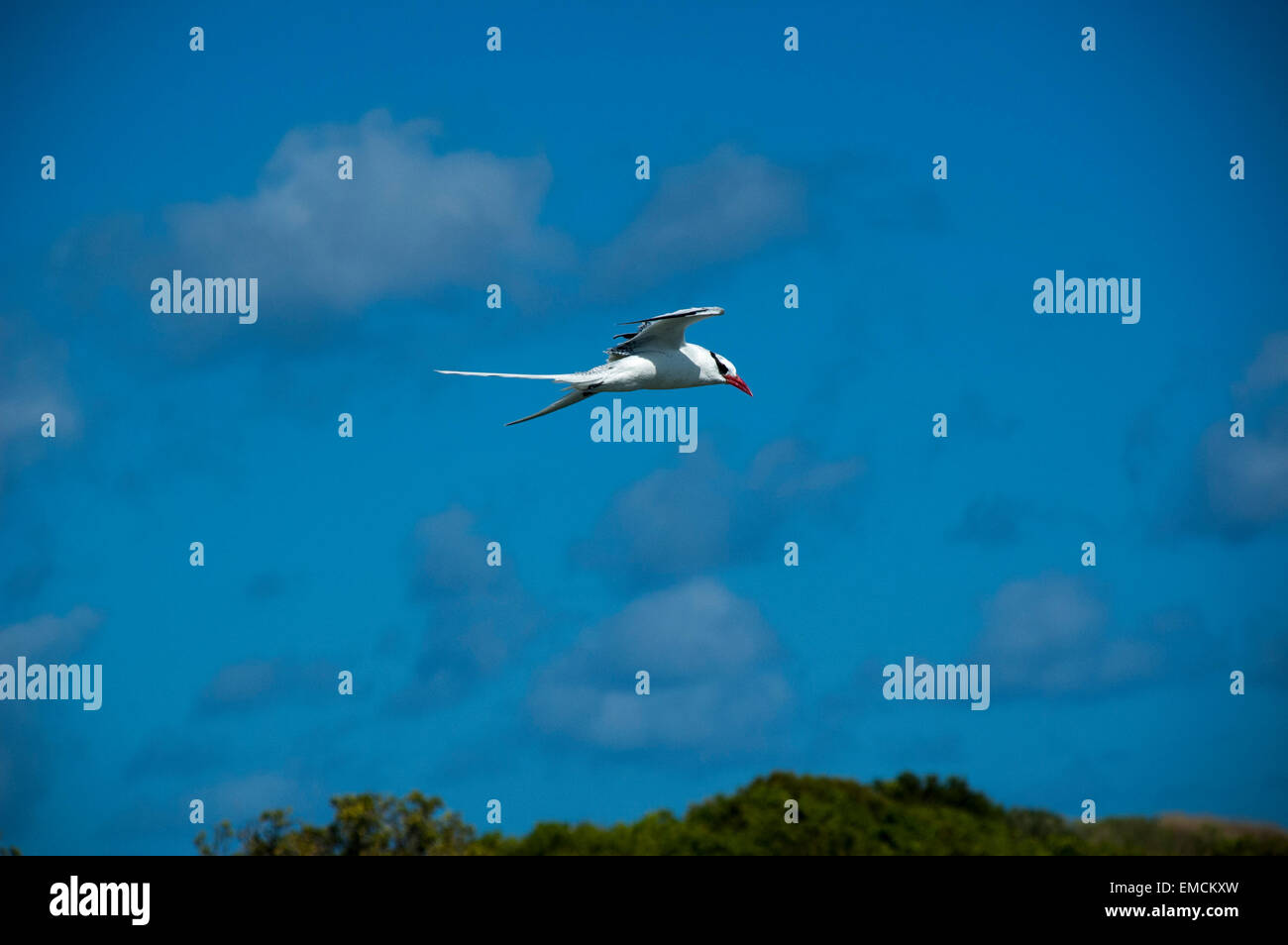 Red-Billed Tropicbird o anche Boatswain uccello è con circa 10000 coppie le più rare delle tre tropicbirds. Foto Stock