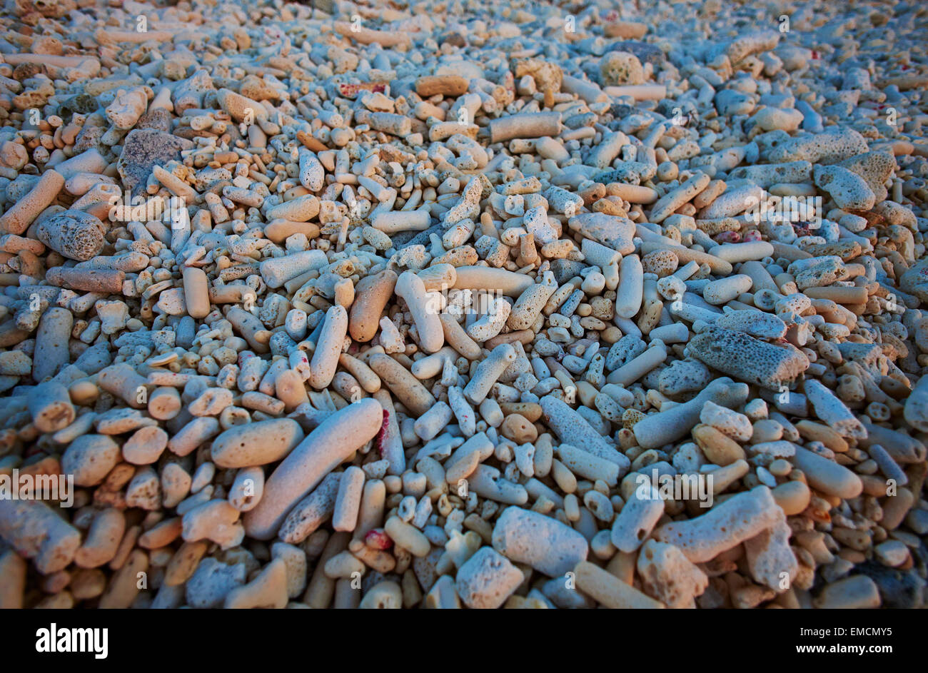 Caraibi, Antille olandesi, Bonaire, pietre sulla Spiaggia Rosa Foto Stock