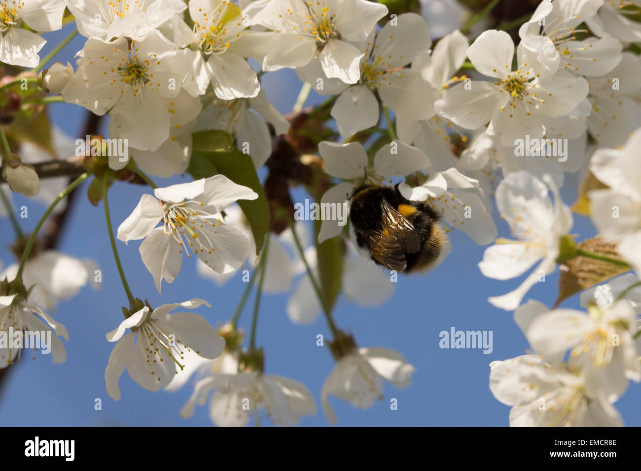 Giardino natura Bumblebee UK ronzante insetto vita selvatica raccolta dalla copertura di fiori è di per sé di polline Foto Stock