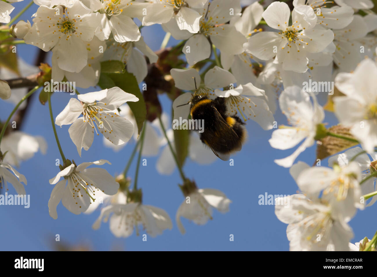 Giardino natura Bumblebee UK ronzante insetto vita selvatica raccolta dalla copertura di fiori è di per sé di polline Foto Stock