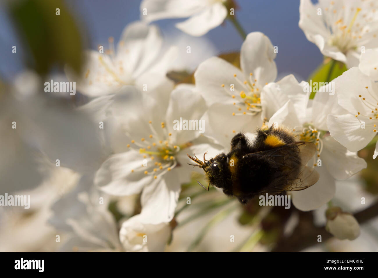 Giardino natura Bumblebee UK ronzante insetto vita selvatica raccolta dalla copertura di fiori è di per sé di polline Foto Stock