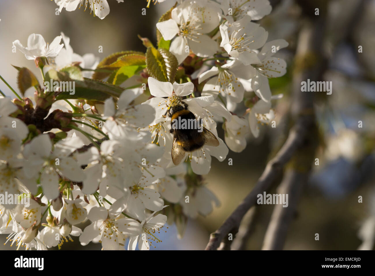 Giardino natura Bumblebee UK ronzante insetto vita selvatica raccolta dalla copertura di fiori è di per sé di polline Foto Stock