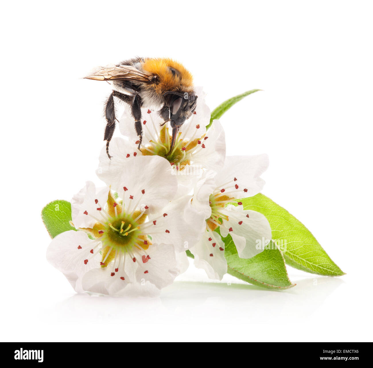 Bumblebee sui fiori di pera su sfondo bianco Foto Stock