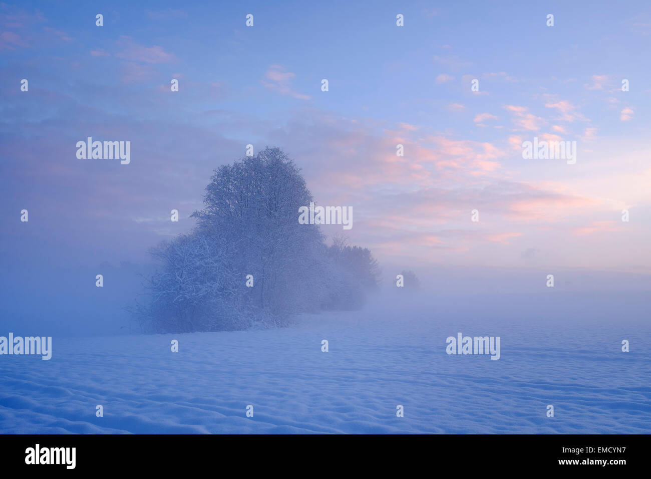 Germania, Gelting, mistico paesaggio invernale alla luce del mattino Foto Stock