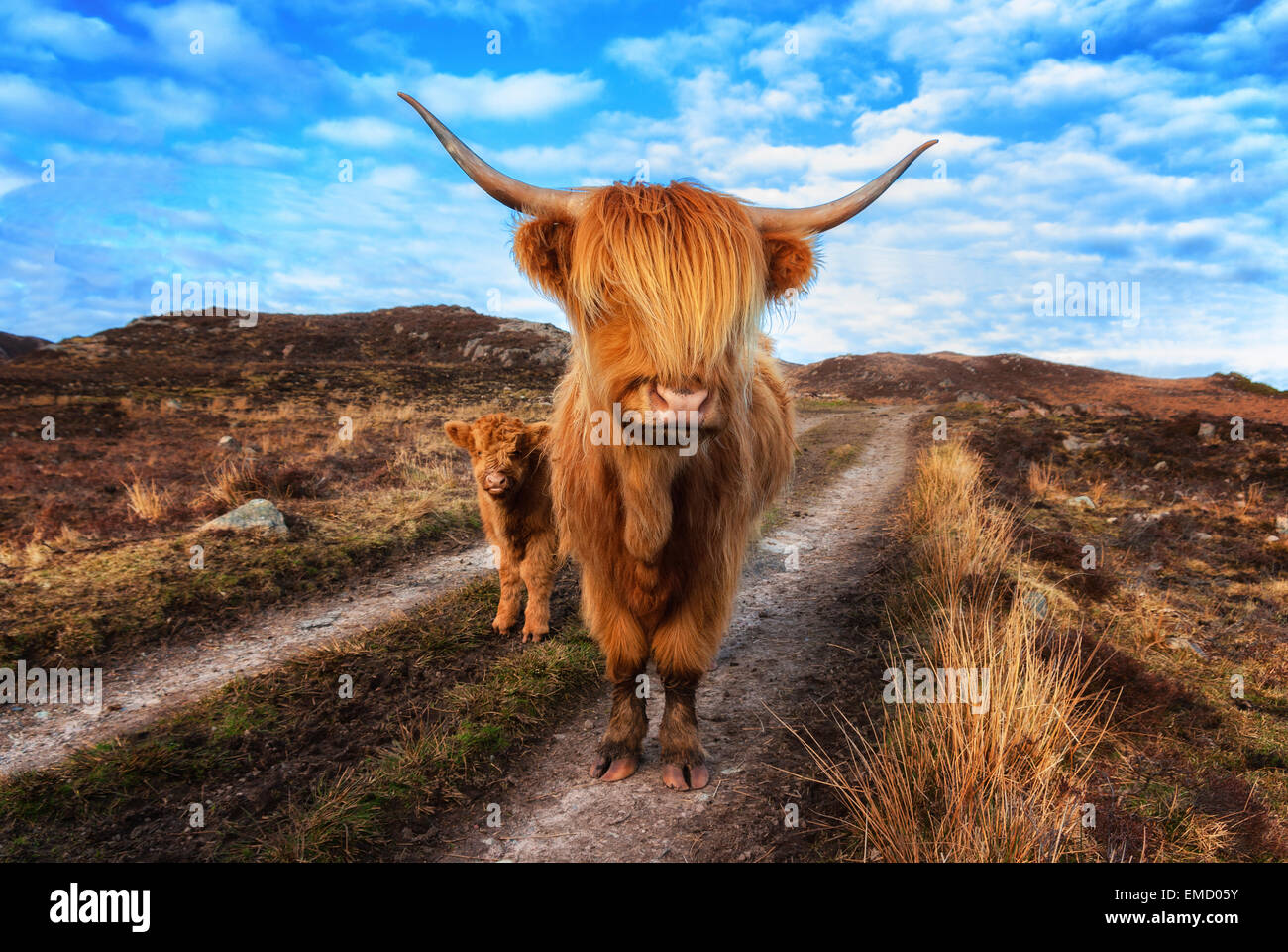 Regno Unito, Scozia, Highland bestiame con vitello a Paisley Foto Stock