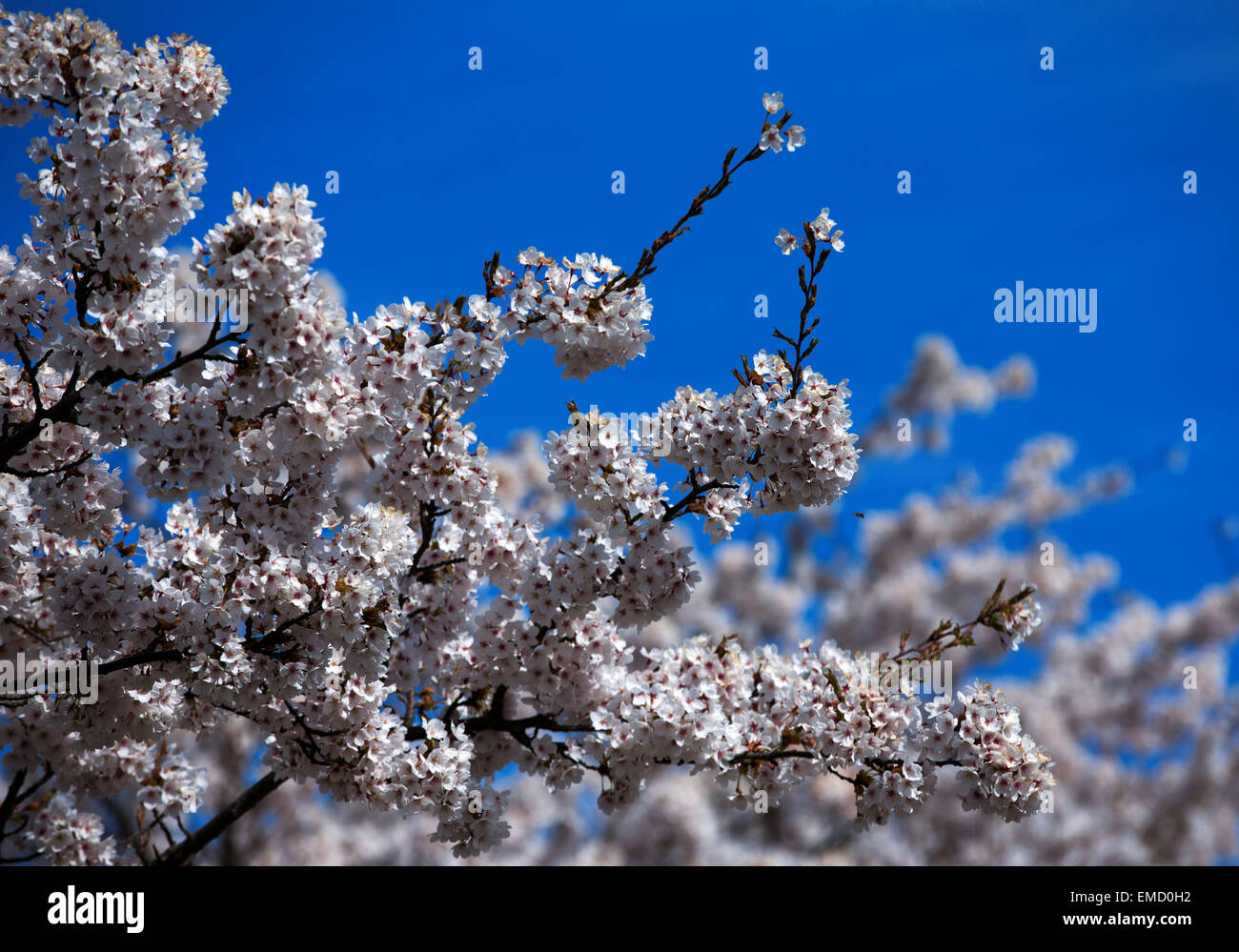 Wismar in Germania. Xx Apr, 2015. La fioritura di una ciliegia giapponese albero a Buergerpark a Wismar, Germania, 20 aprile 2015. Fiori di Ciliegio sono uno dei simboli più importanti della cultura giapponese e significano la bellezza, risveglio e caducità. Foto: Jens Buettner/dpa/Alamy Live News Foto Stock