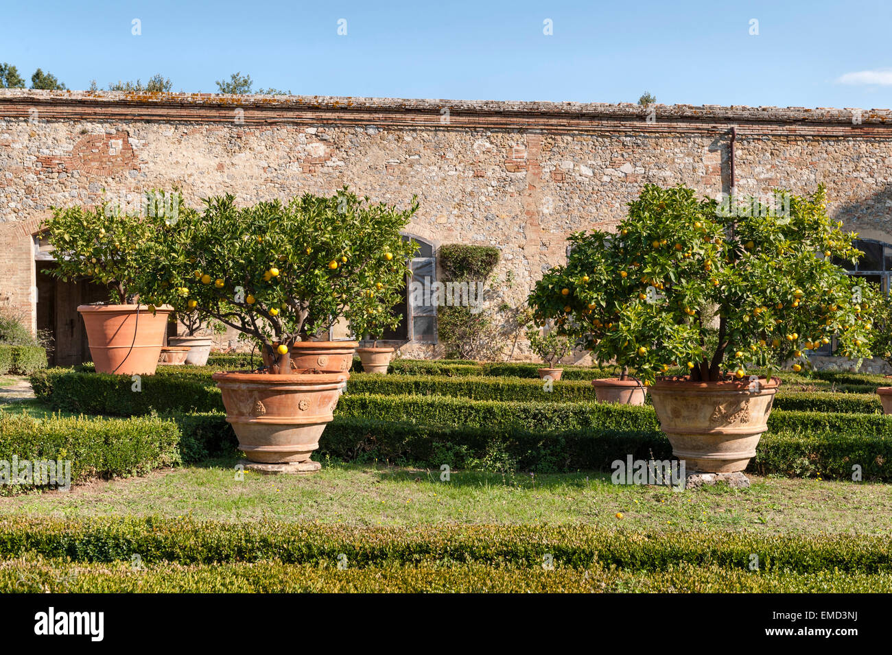 Vicobello, Siena, Toscana, Italia. La formale giardino italiano agganciati  con siepi di bosso e vasi di limoni al di fuori della limonaia Foto stock -  Alamy