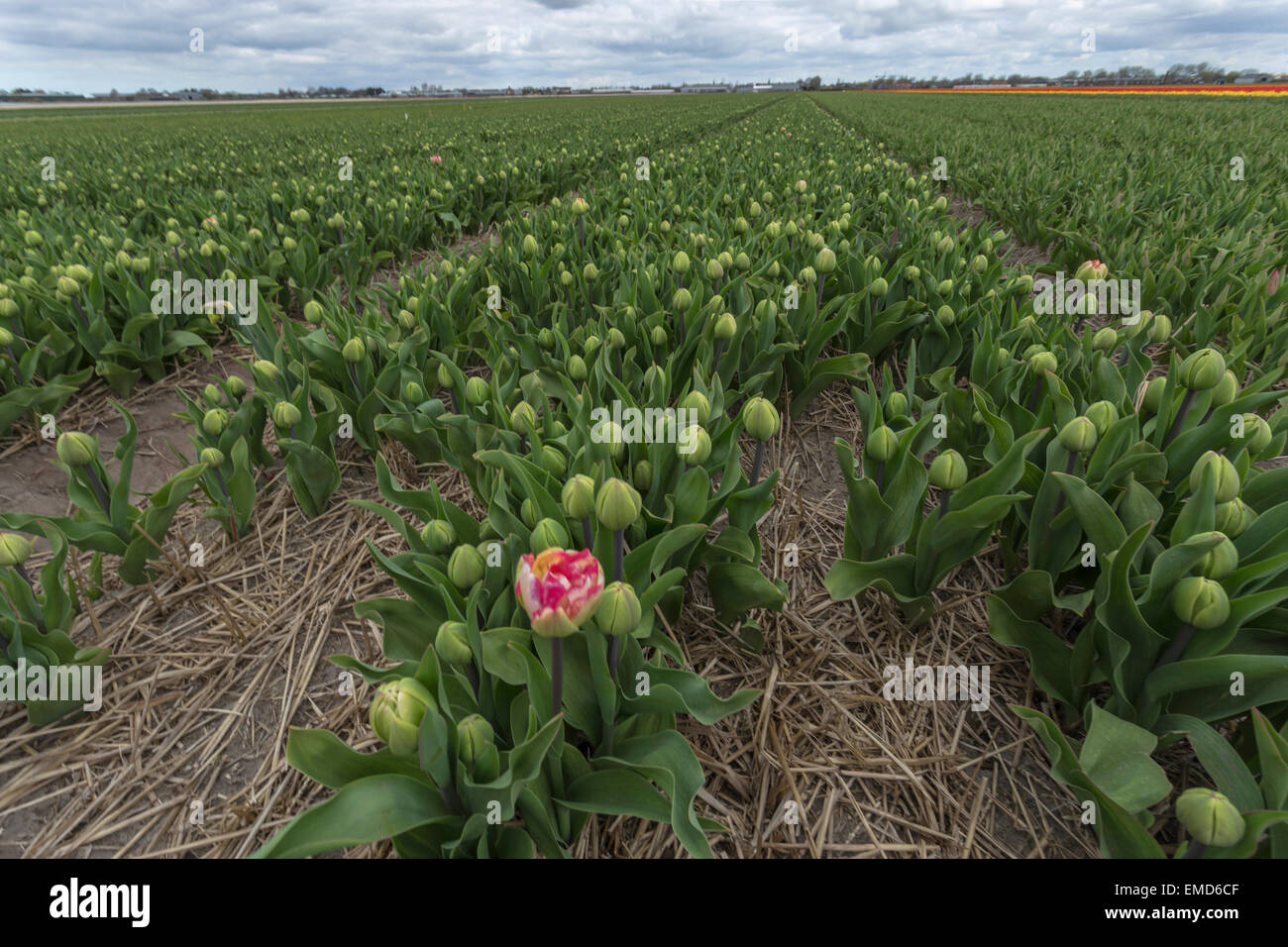 Tempo di primavera nei Paesi Bassi: tipicamente piatta campagna e tulipani in erba Lisse, South Holland. Foto Stock