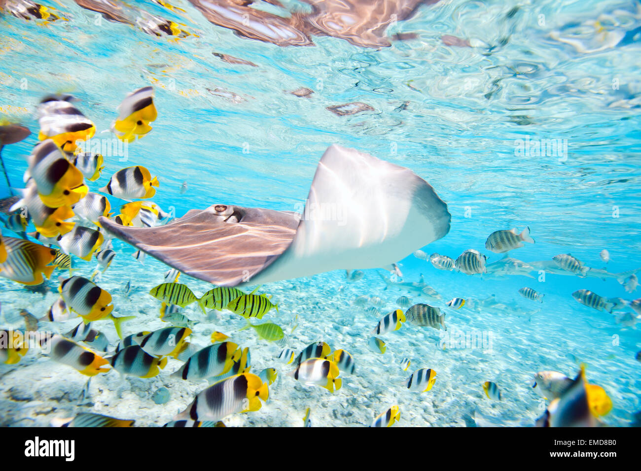 Bora Bora underwater Foto Stock