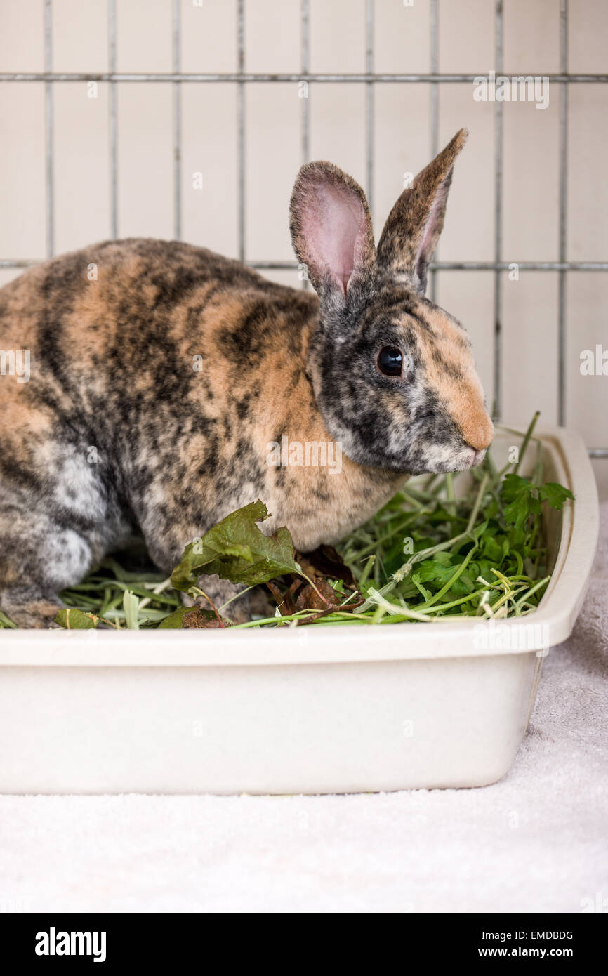 Arlecchino Mini Rex coniglietto di trascorrere del tempo nella sua lettiera. Foto Stock