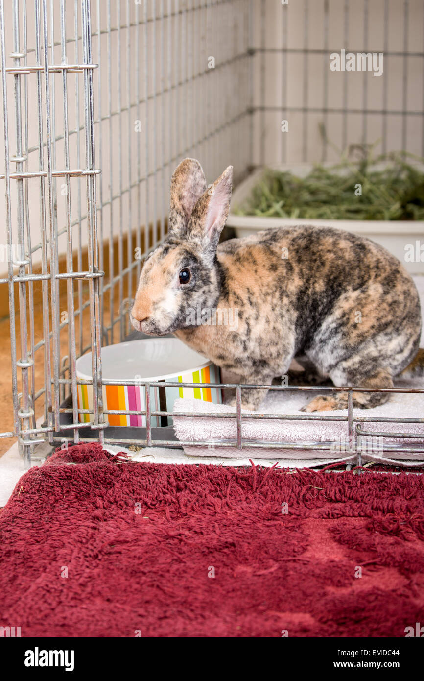 Arlecchino Mini Rex coniglio pet nella sua gabbia di fili house Foto Stock