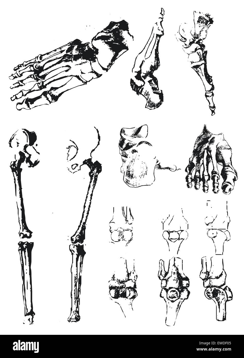 Disegnato a mano le ossa del piede e la patella Illustrazione Vettoriale