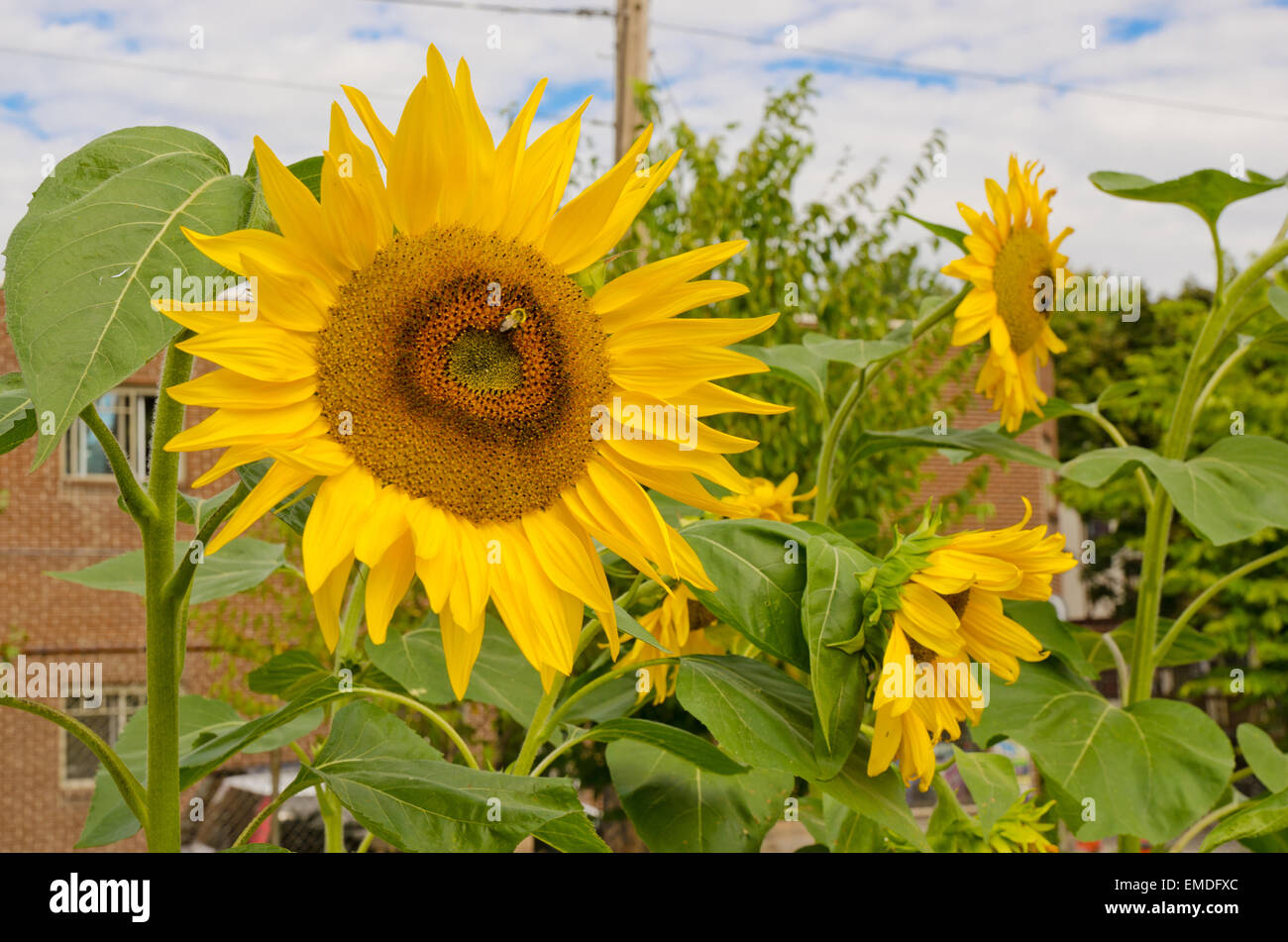 Il miele delle api raccogliendo miele su un girasole Foto Stock