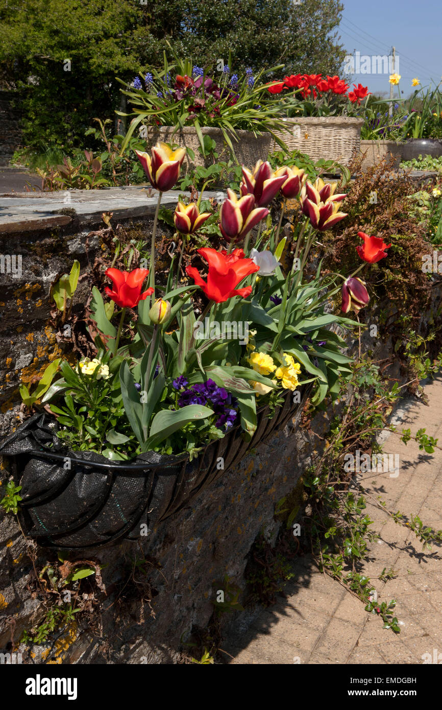 I tulipani in un contenitore su un muro esterno cottage in Cornovaglia su una giornata di primavera Foto Stock