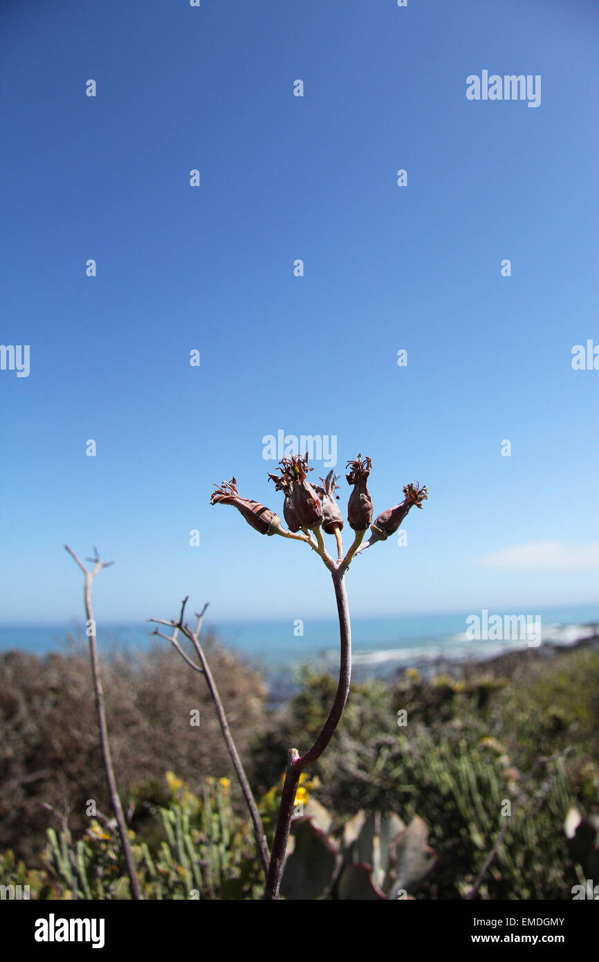 Pianta morta di fronte oceano Foto Stock