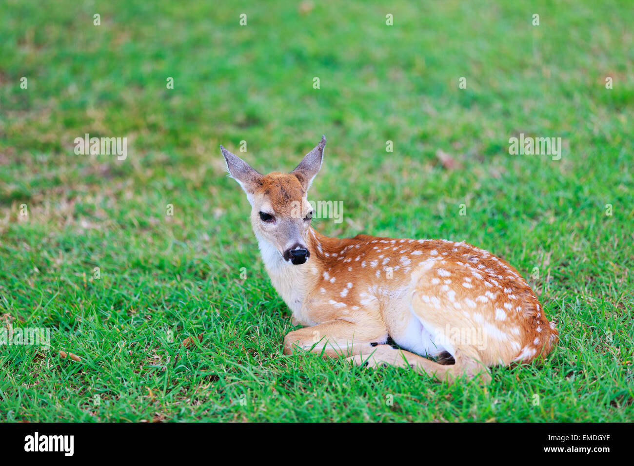 Deer Fawn sull'erba Foto Stock