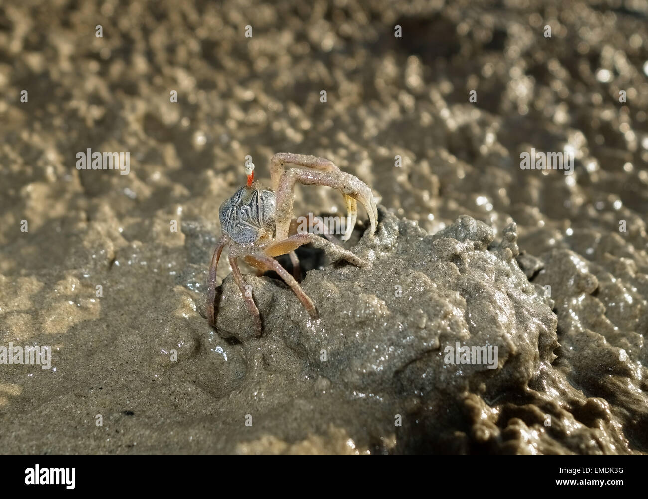 Gorgogliatore di sabbia di granchio, Scopimera spp., con la bassa marea su una spiaggia vicino a Krabi sul Mare delle Andamane, Thailandia, febbraio. Foto Stock