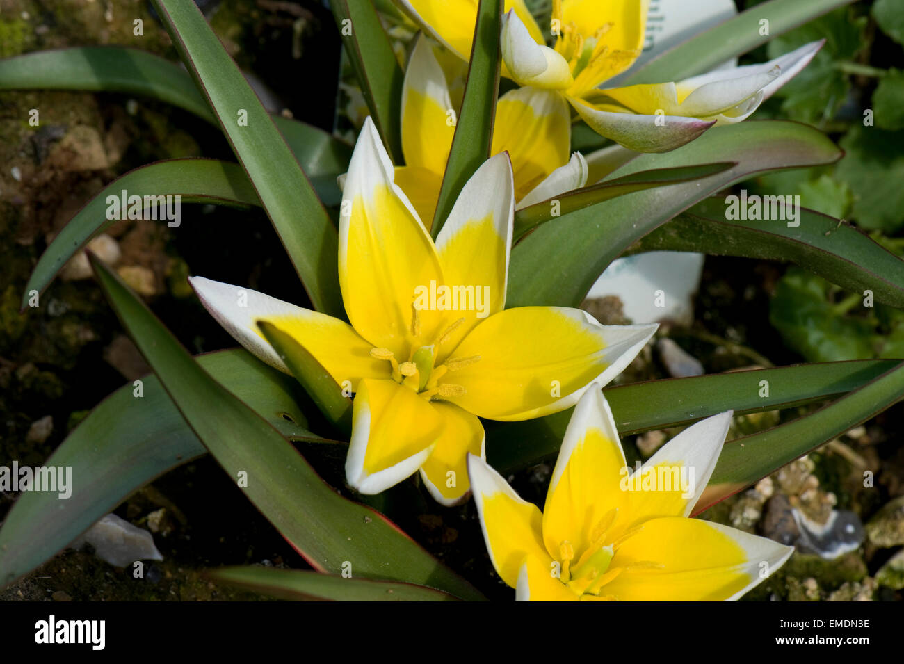 Giallo e bianco fiori di specie tulip, Tulipa tarda, bassa crescita lampada da giardino Foto Stock