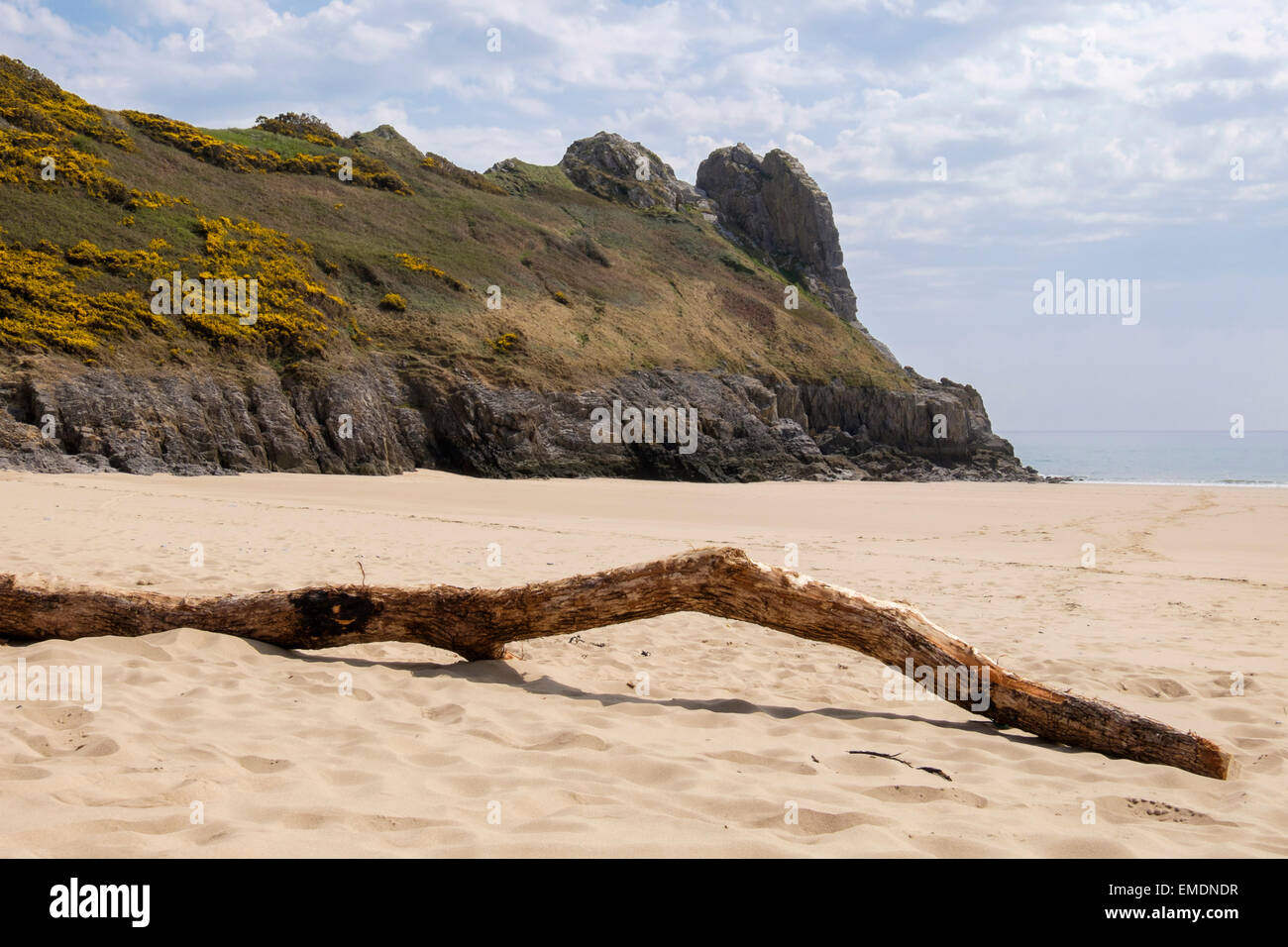 Driftwood log su Tor Bay spiaggia sabbiosa con grande Tor promontorio roccioso in Oxwich Bay sulla Penisola di Gower Swansea South Wales UK Foto Stock