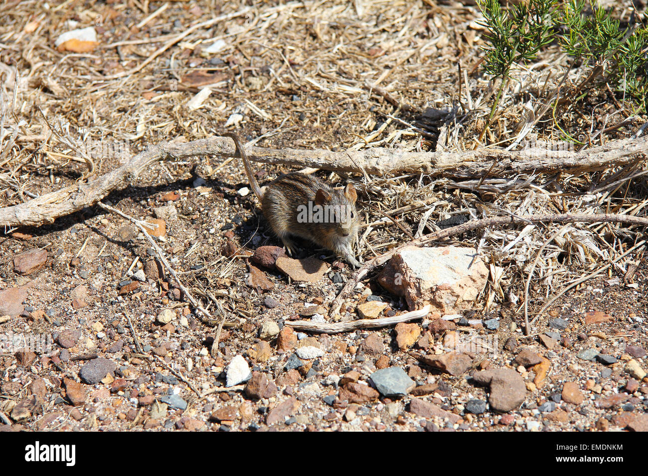 Strisce campo mouse Foto Stock