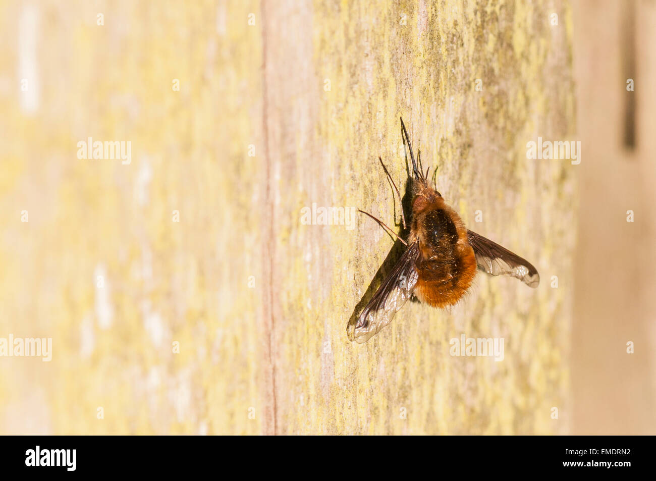 Un'immagine ravvicinata di grandi Bee Fly, Bombylius major, a prendere il sole su legno Foto Stock