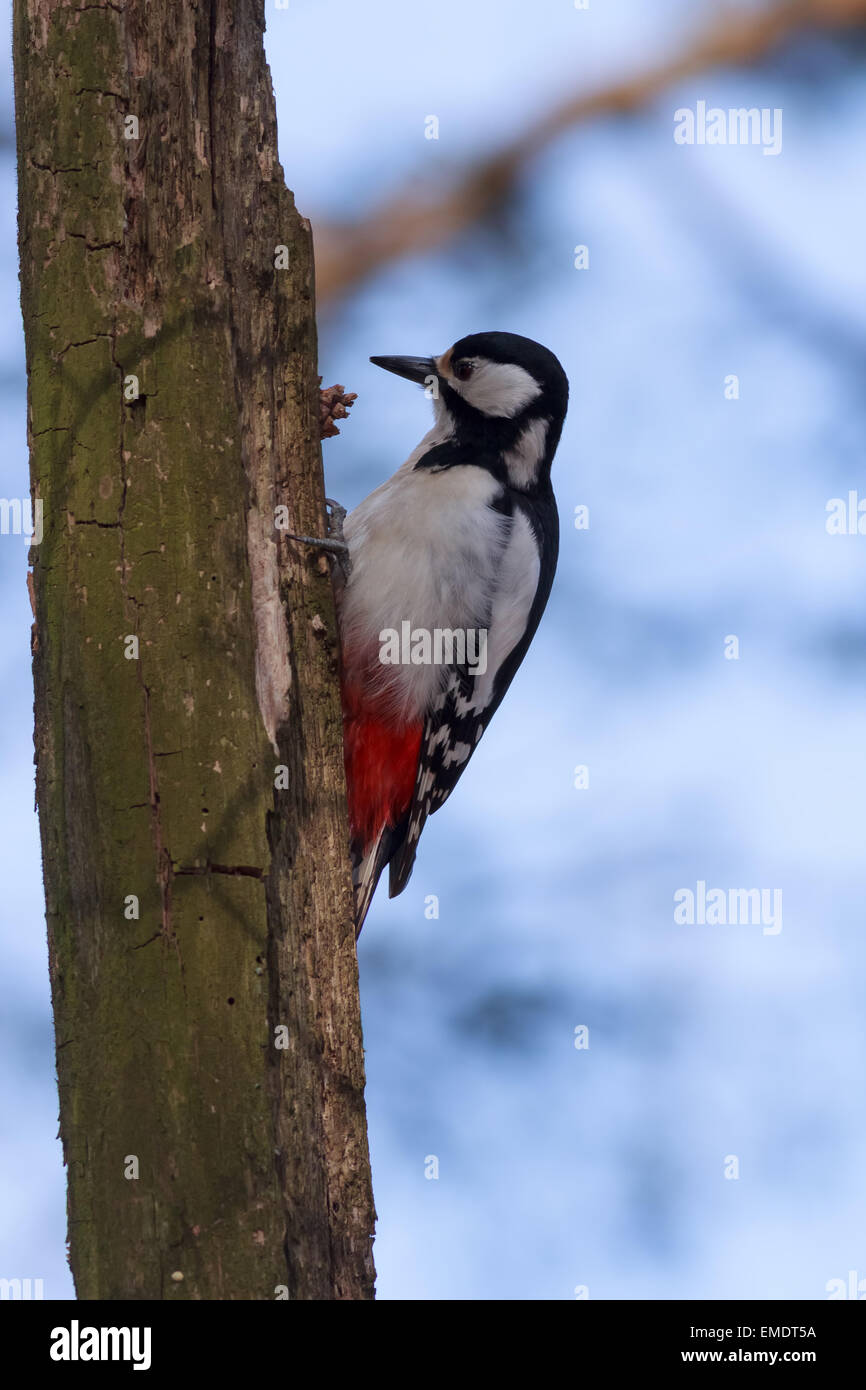 Picchio rosso maggiore seduto in una struttura ad albero Foto Stock