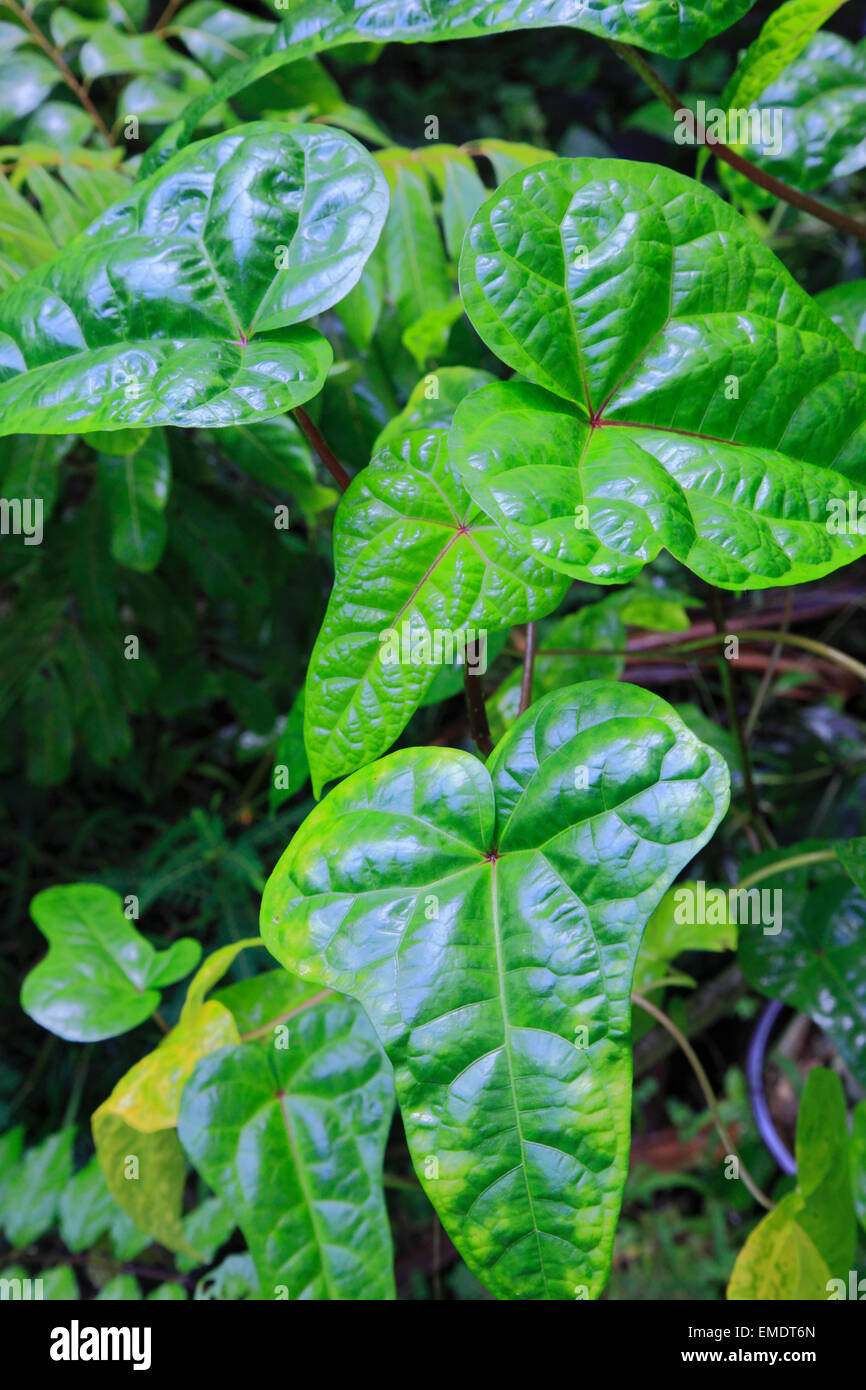 Hawaii Big Island, Hilo, giardino, piante, foglie, Foto Stock
