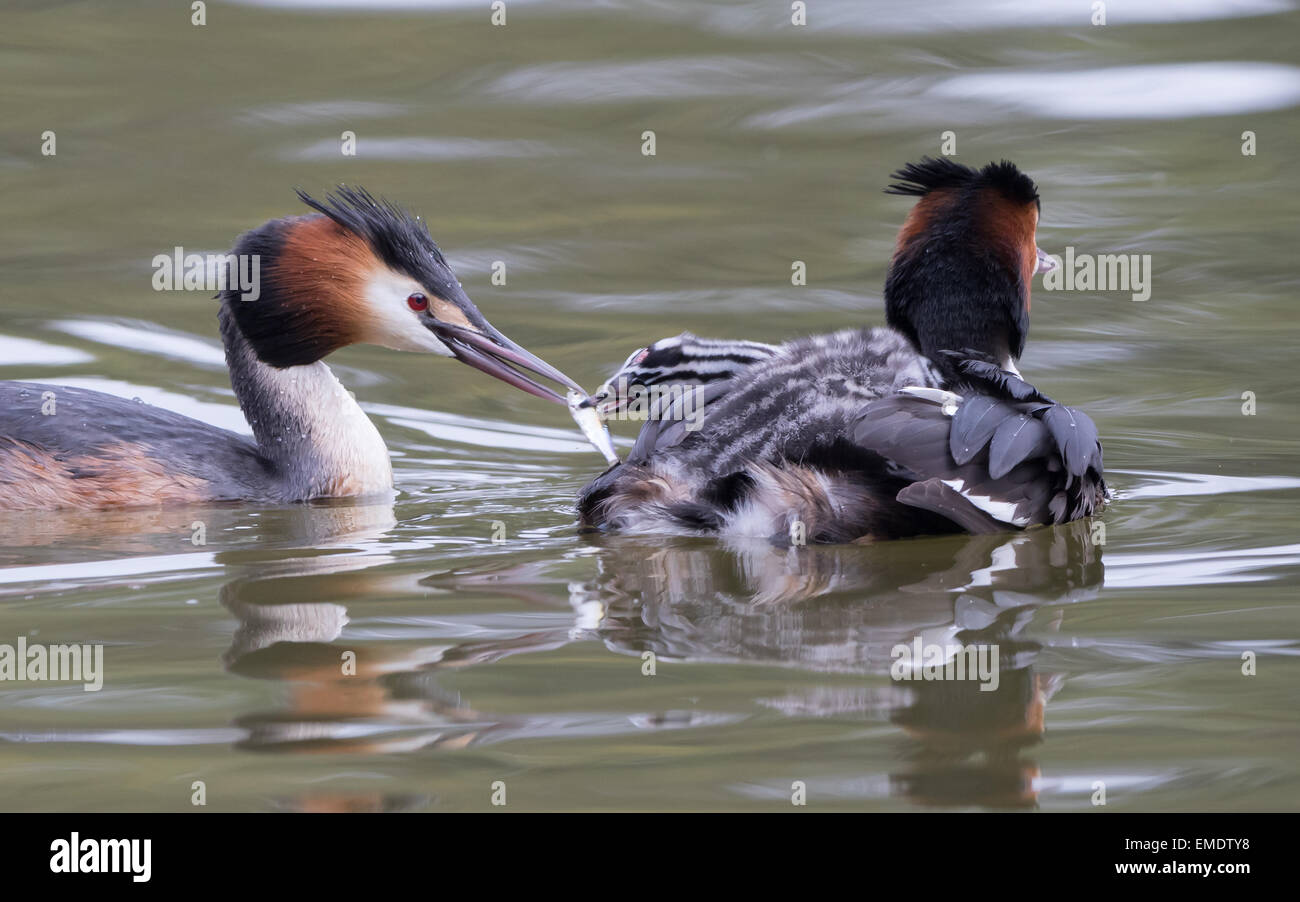 Svasso maggiore (Podiceps cristatus) con giovani chick equitazione sulla sua schiena nel lago ed essendo alimentato un piccolo pesce da parte del maschio. Foto Stock