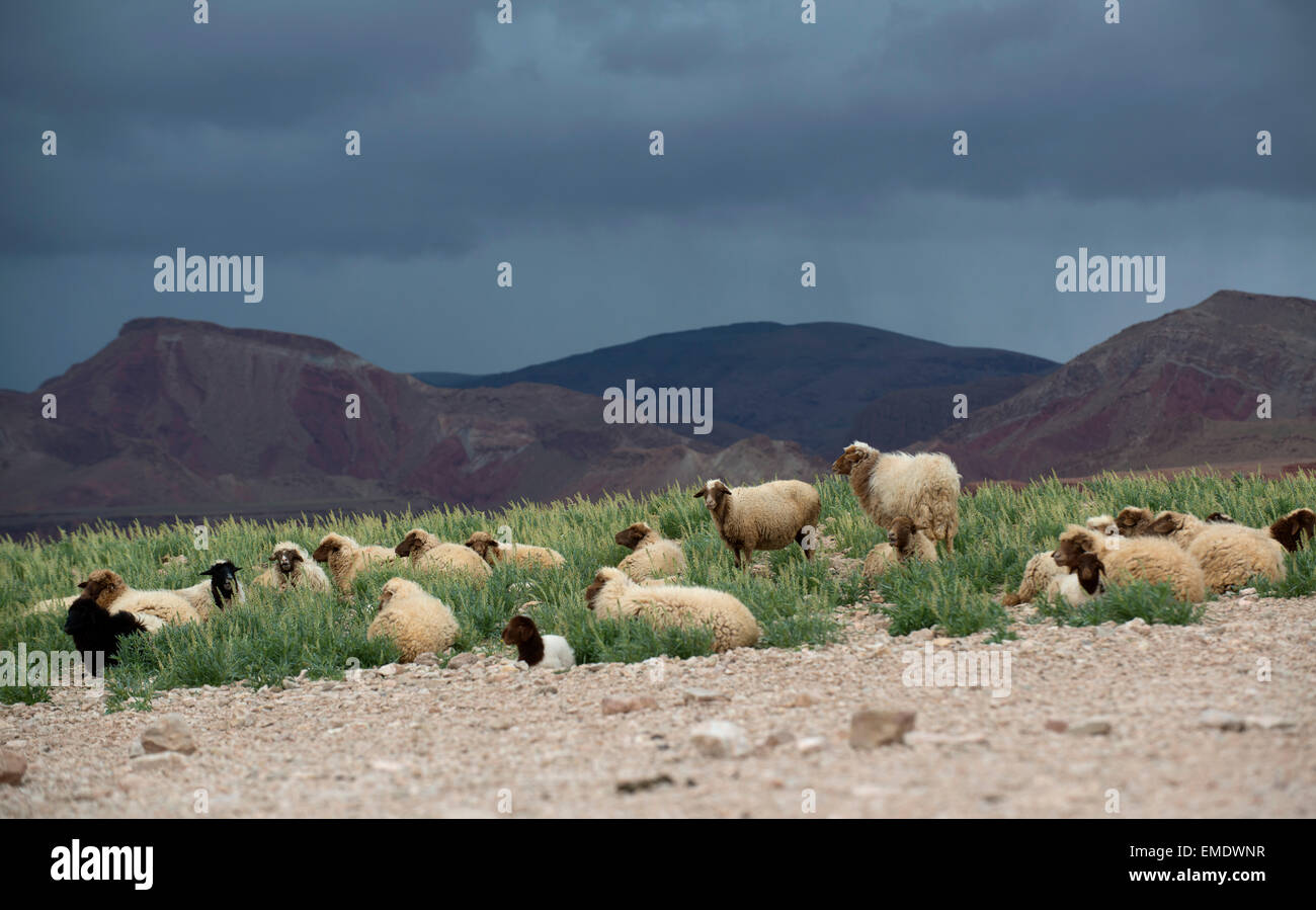 Ovini di proprietà di nomadi pastori berberi nel centro di Alto Atlante vicino a Jebel Talouit (montagna). Foto Stock