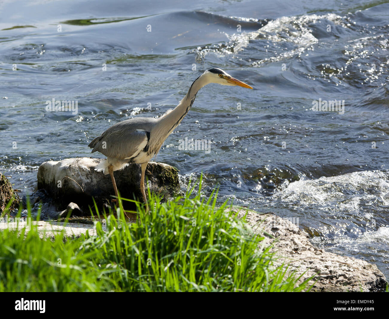 Un Airone cenerino guarda per pescare nel fiume Mersey in didsbury, South Manchester Foto Stock