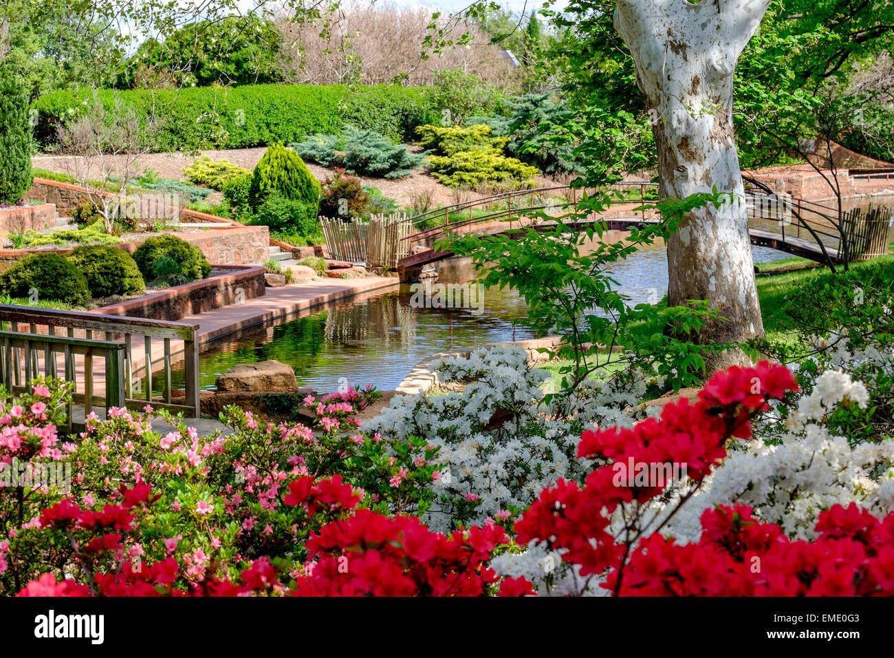 Una splendida scena con Azalee in fiore in primavera nel giardino botanico Will Rogers di Oklahoma City, Oklahoma, USA, un parco pubblico. Foto Stock