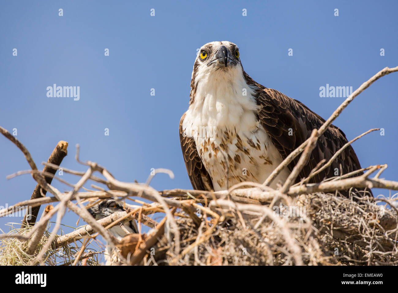 Falco pescatore (Pandion haliaetus) nesting al Flamingo Visitor Center in Florida Everglades National Park. Foto Stock