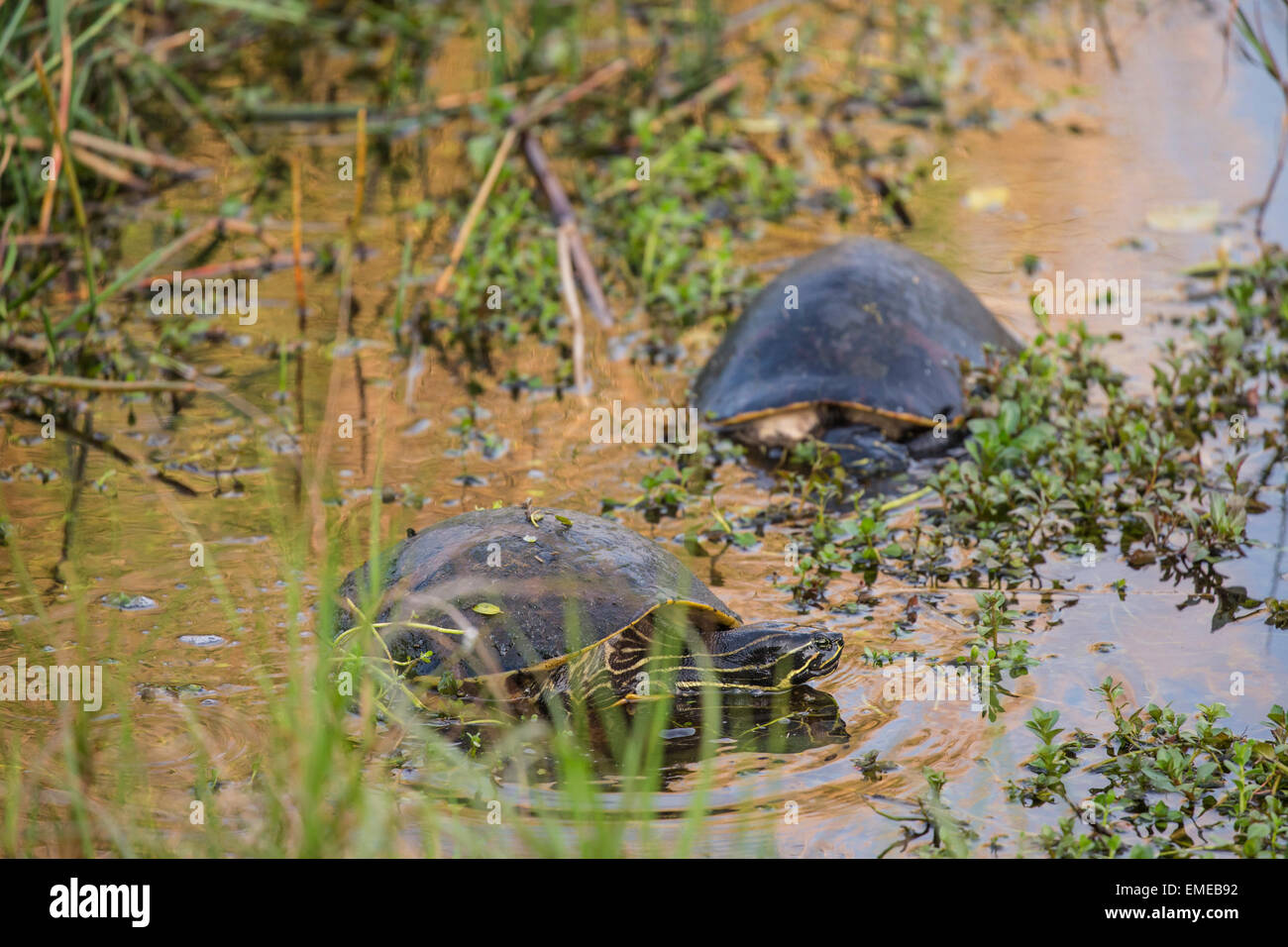 Florida rosso-panciuto o cooter redbelly tartaruga (nelsoni Pseudemys) lungo la Anhinga Trail, Florida Everglades National Park. Foto Stock