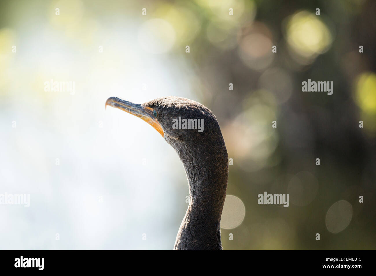 Double-crested cormorano (Phalacrocorax auritus) lungo la Anhinga Trail in Florida Everglades National Park. Foto Stock