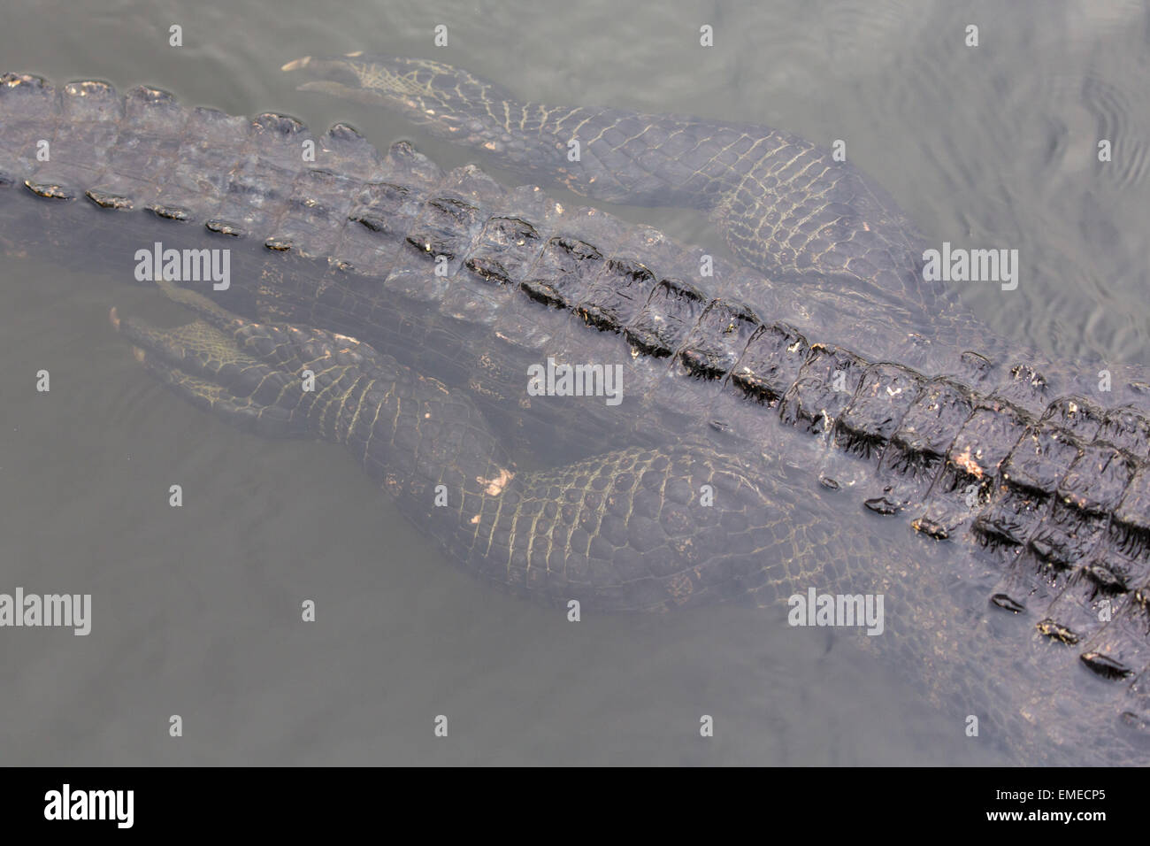 Il coccodrillo americano (Alligator mississippiensis) lungo il sentiero Anahinga nel parco nazionale delle Everglades, Florida, Stati Uniti d'America. Foto Stock
