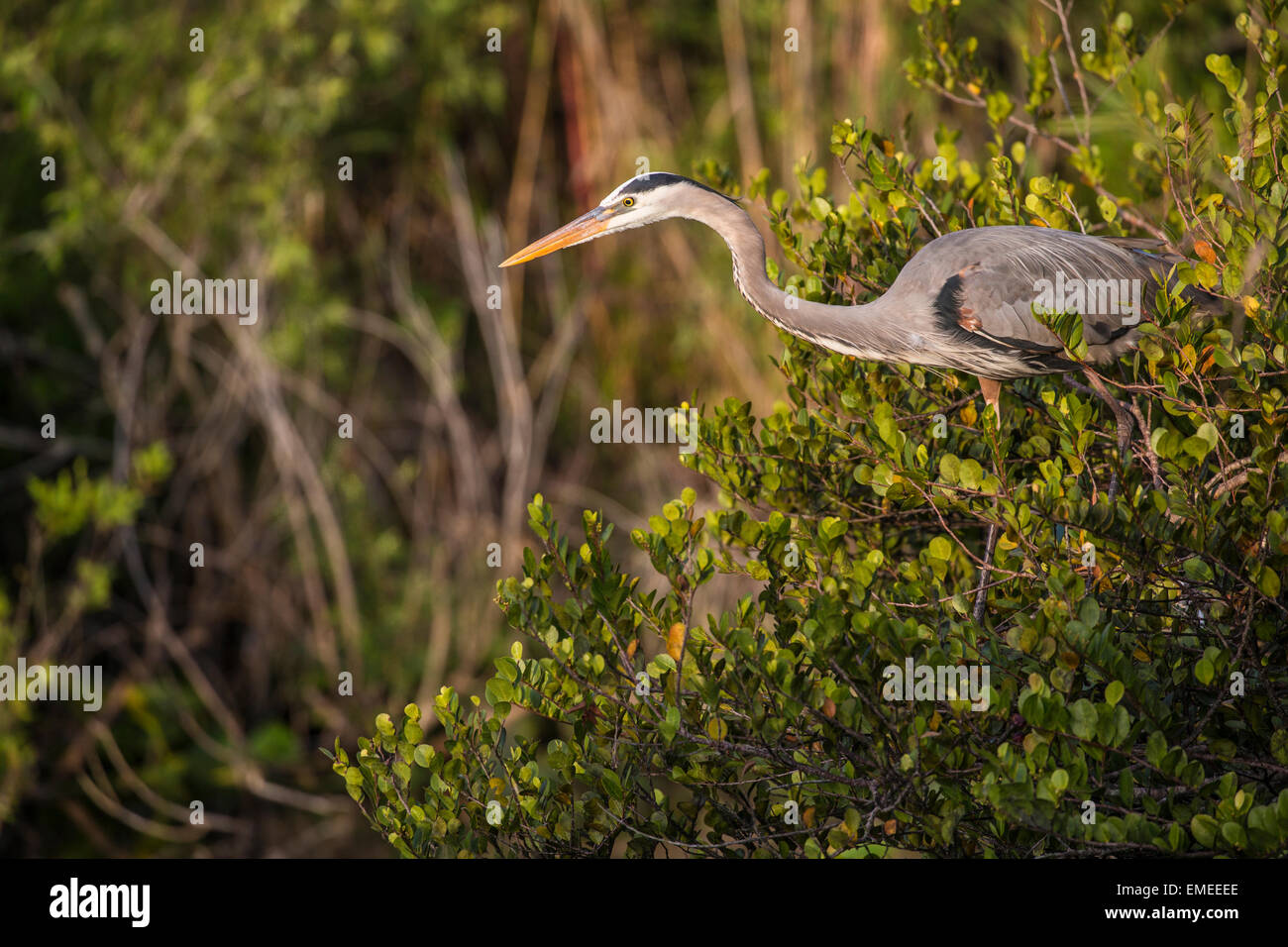 Caccia airone blu (Ardea erodiade), Florida Everglades National Park, Stati Uniti d'America. Foto Stock