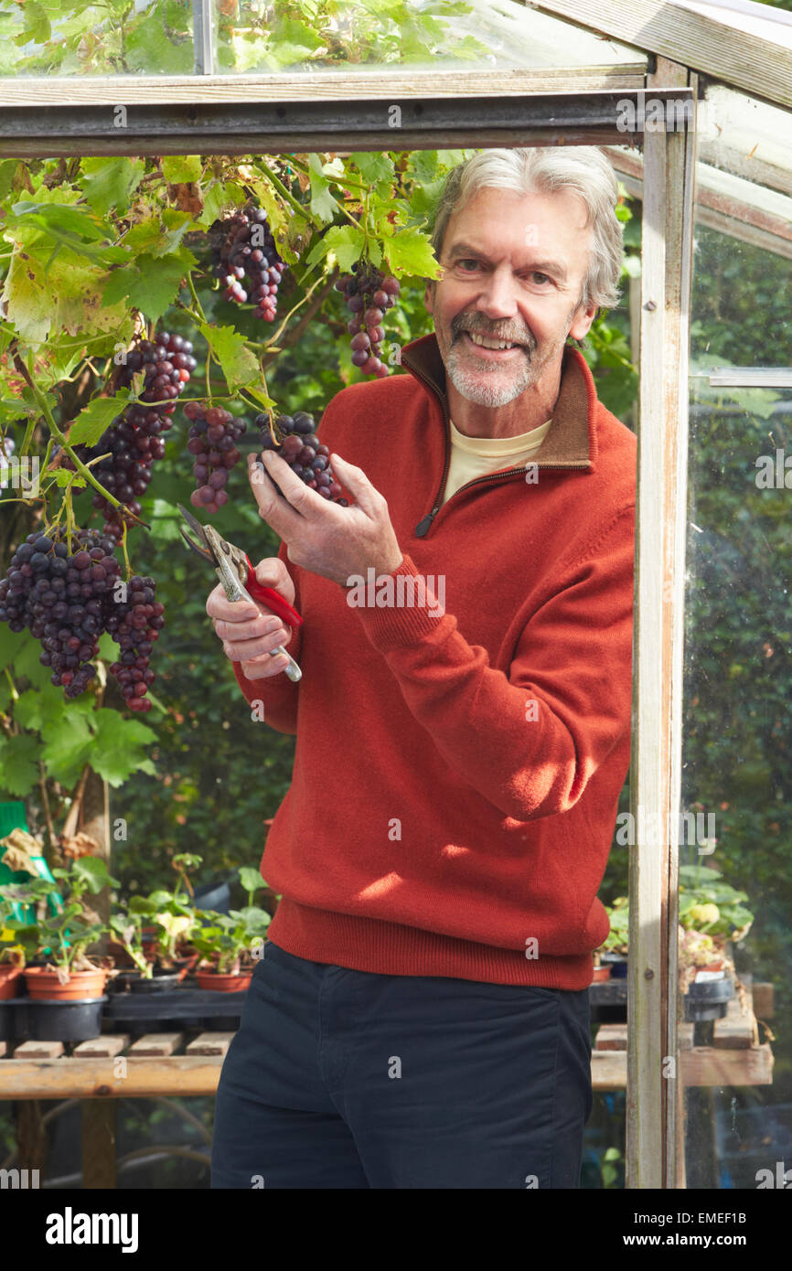 Uomo maturo la coltivazione di uva in serra Foto Stock