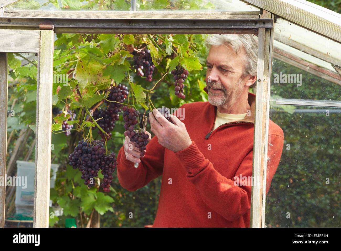 Uomo maturo la coltivazione di uva in serra Foto Stock