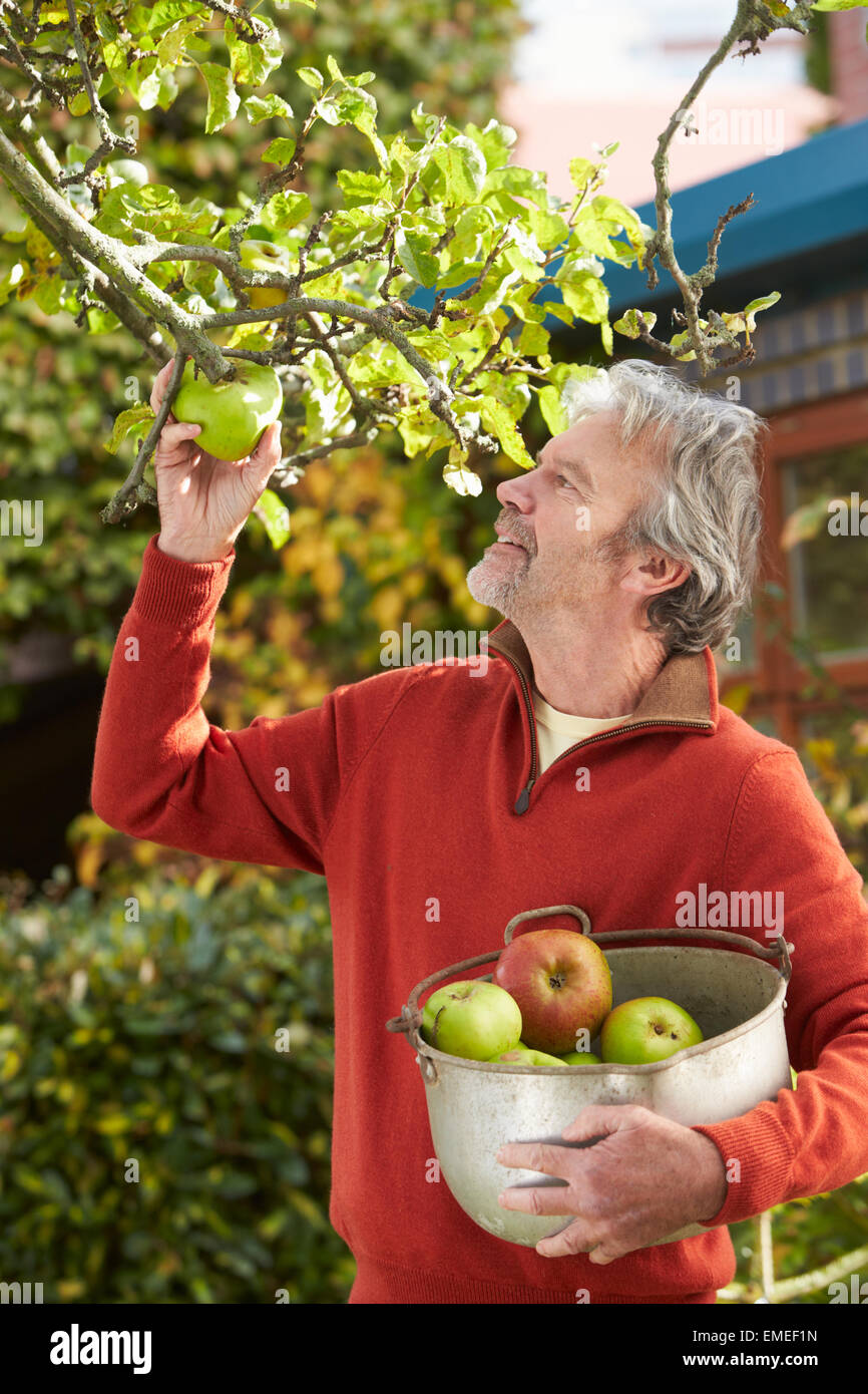 Uomo maturo la raccolta di mele da albero in giardino Foto Stock