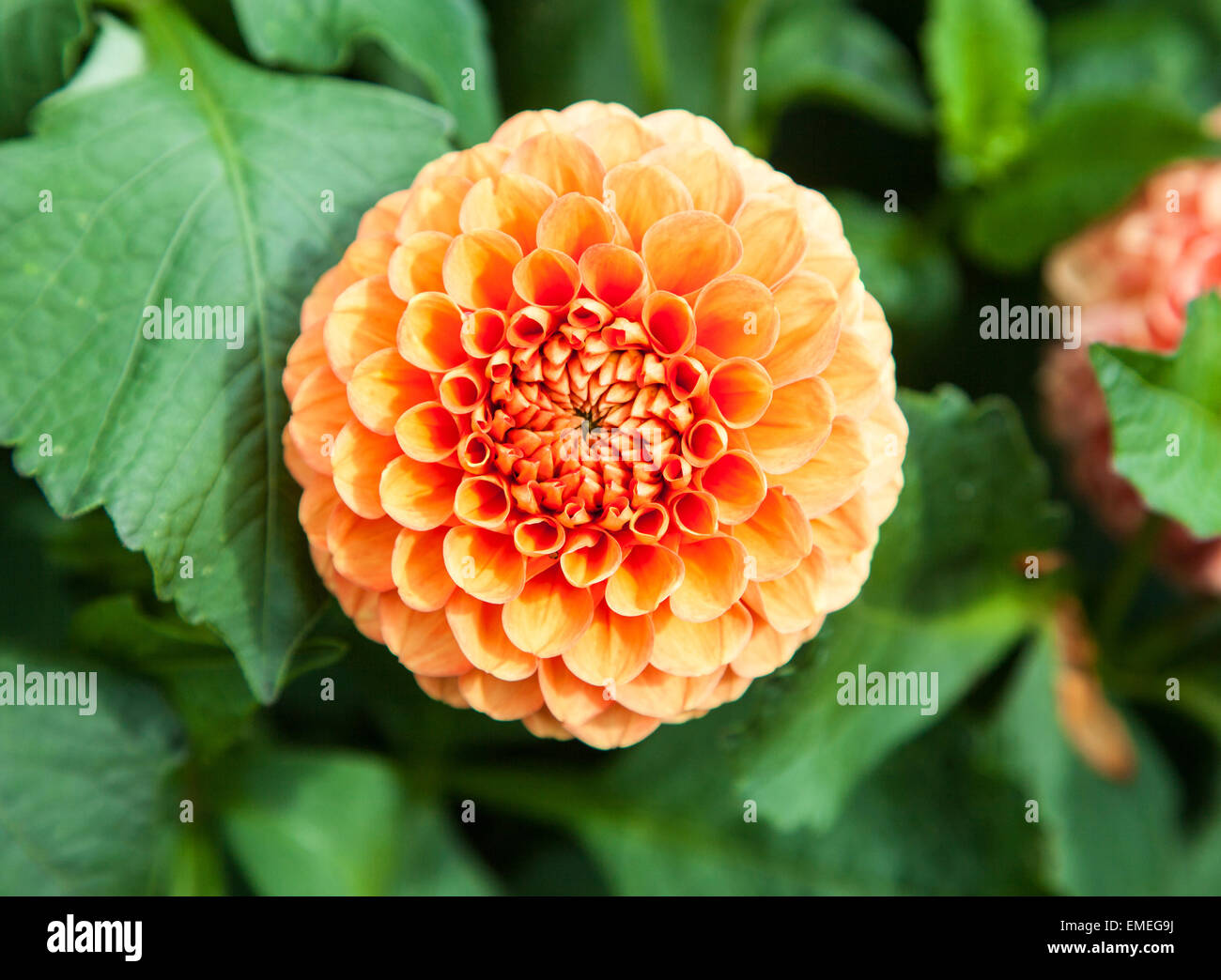 Il luminoso fiore di arancia testa di un 'Hillcrest Contessa' Dahlia Foto Stock