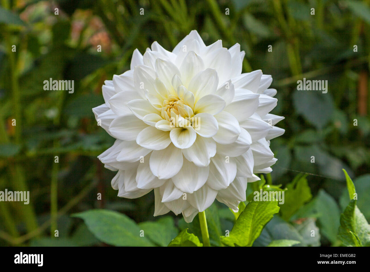 La brillante fiore bianco testa di un "bianco" di balletto Dahlia Foto Stock
