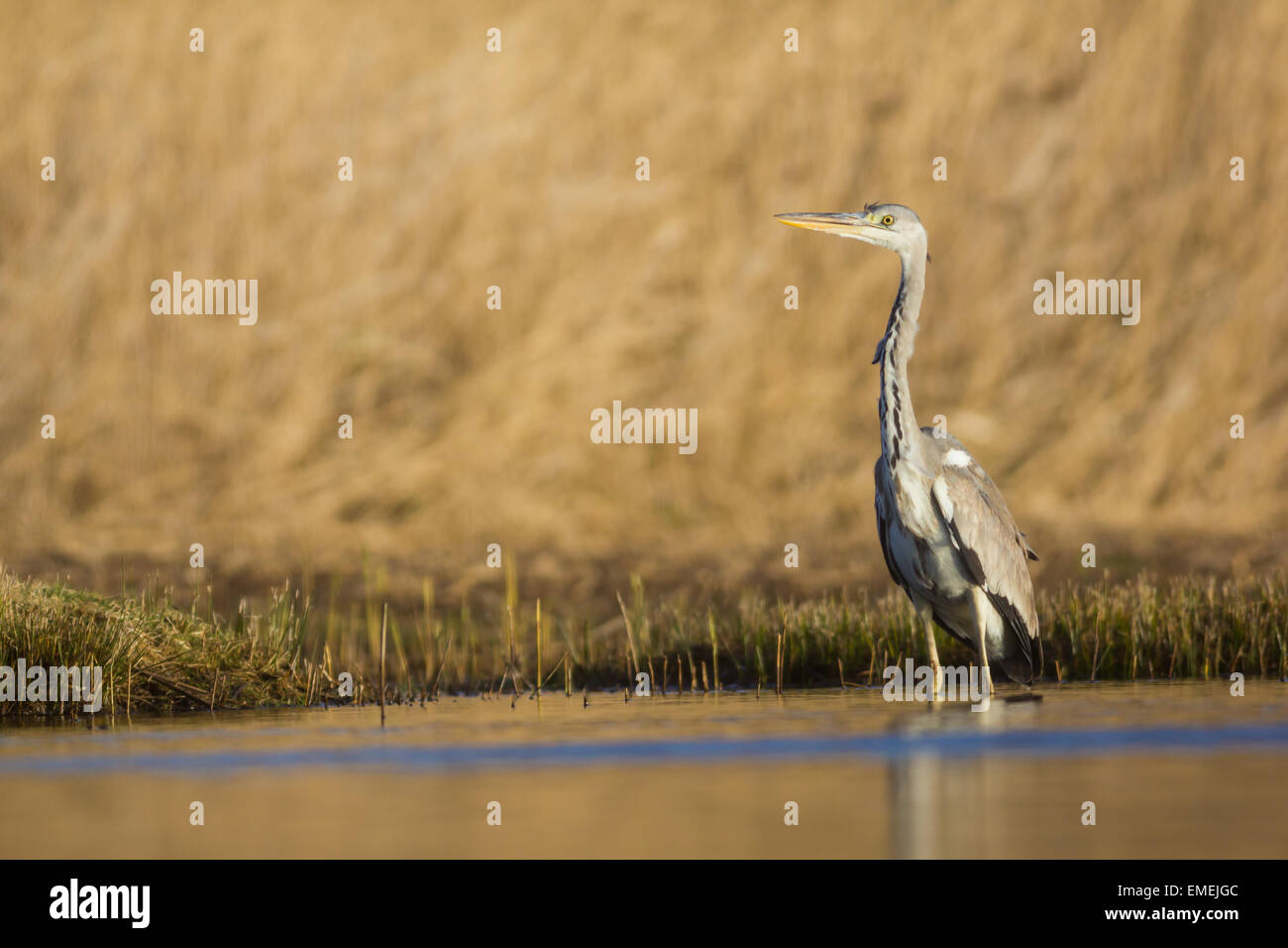 Airone cenerino Ardea cinerea, un individuo wading nel letto di reed habitat di maggiore mori presso Porth Hellick, St Mary, isole di S Foto Stock