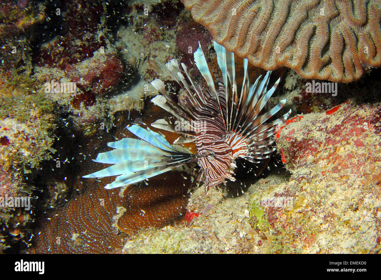 Una bella ma Leone invasiva della specie Pterois miles. Fotografato sulle barriere coralline di Curacao, Antille olandesi. Foto Stock