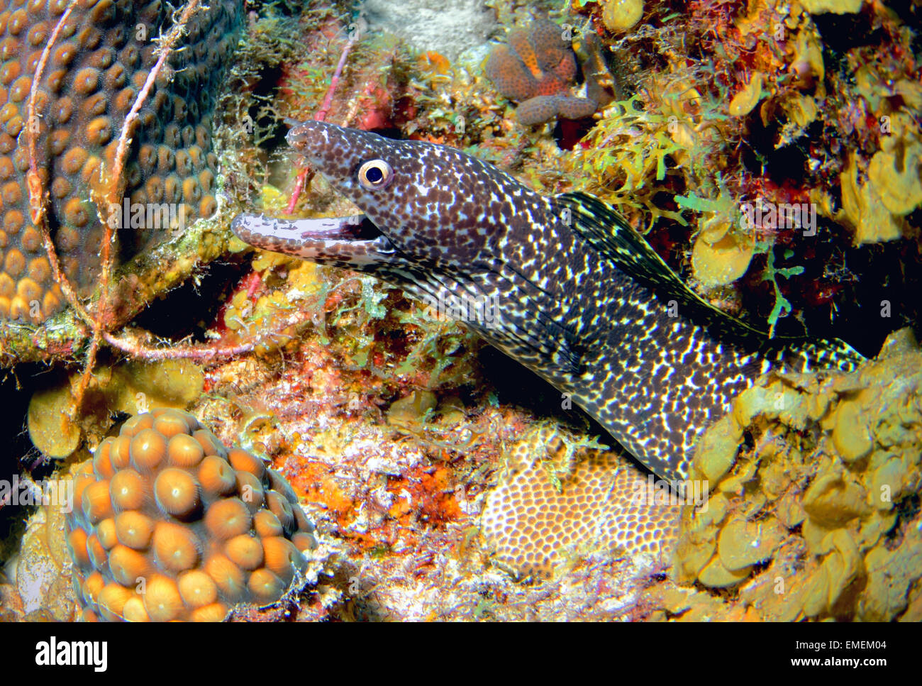 Una bella Spotted moray eel vivente tra le barriere coralline di Curaçao, Antille olandesi Foto Stock